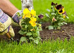 Planting Flowers