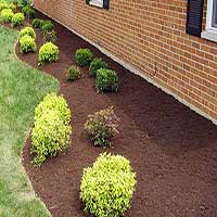 Bushes in Mulch 