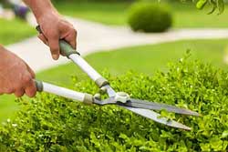 Trimming a Bush